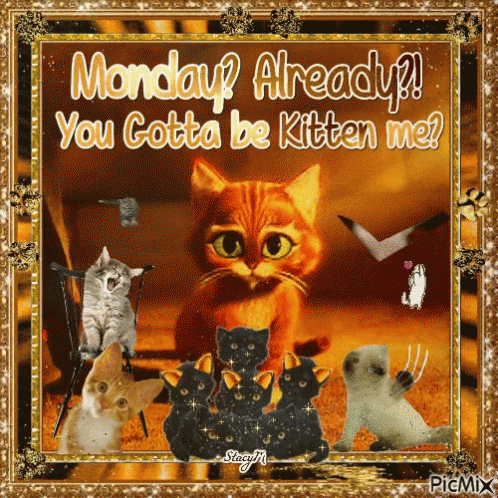 Cats with Monday Gotta Be Kitten Me