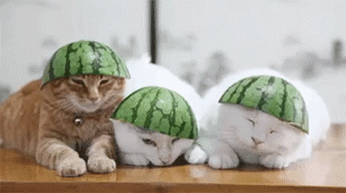 Cats With Watermelon Cap GIF