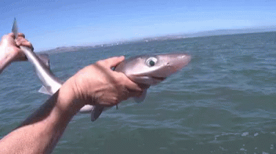 Caught Baby Shark GIF