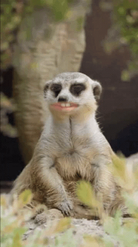 Cautious Cute Meerkat On A Look Out GIF