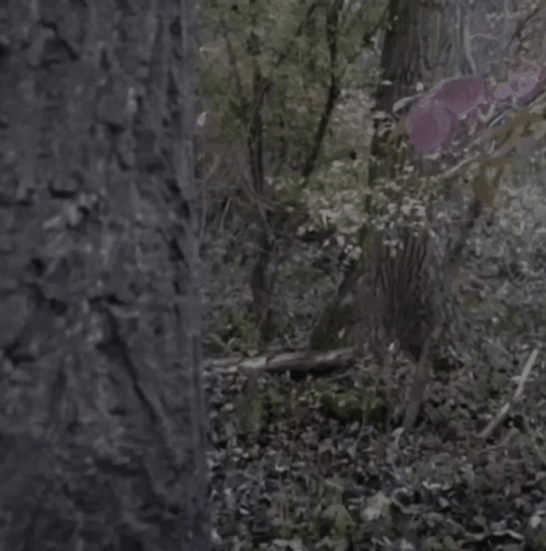 Caveman Suddenly Peeks Behind The Tree GIF