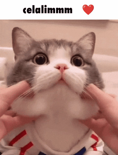 Celal Turkmenistanppf Gif GIF