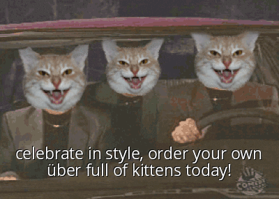 Celebrate In Style Cat Driving With Kittens GIF