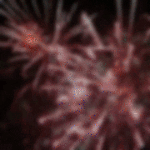 Celebration Cheers Fireworks Meme GIF