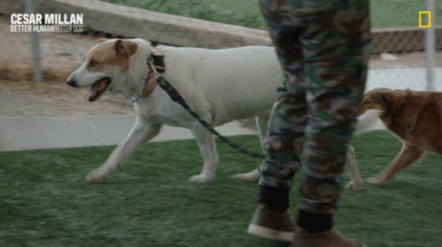 Cesar Millan Better Human Better Dogs Poster GIF