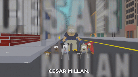 Cesar Millan Walking Dog GIF