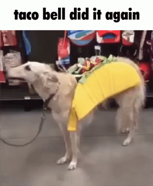 Chain Dog Taco Bell GIF