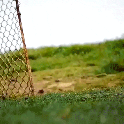 Chain Link Fence Surrounding Green Field