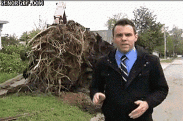 Chainsaw Tree Fall  GIF