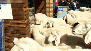 Chaotic Sheep Animals GIF