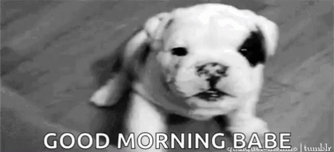 Charming American Bulldog Good Morning Puppy GIF