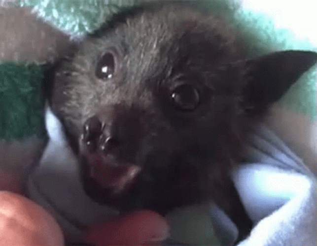 Charming Baby Bat Yawning GIF
