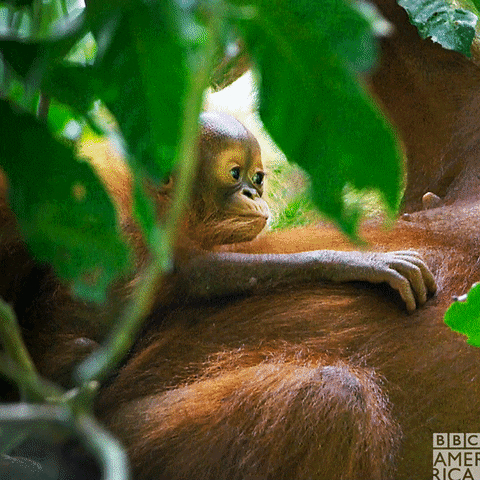 Charming Baby Orangutan Monkey Clinging GIF
