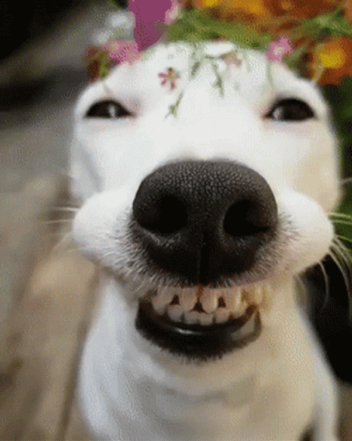 Charming Cute Dog Enjoys Flower Crown GIF