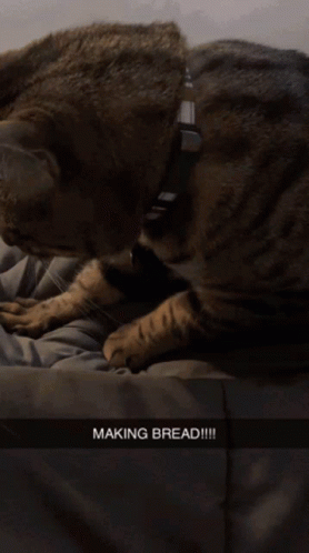 Charming Energetic Cat Making Biscuits GIF