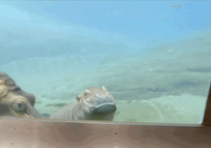 Charming Hungry Baby Hippo Swimming GIF