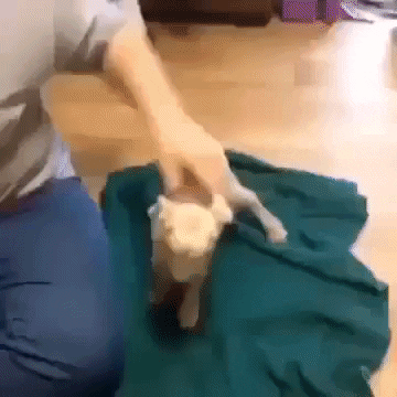 Charming Screaming Baby Goat Getting Comfy GIF
