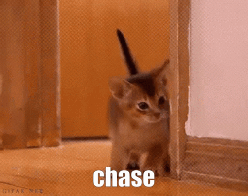 chase-cat-cute-kitten-hiding-5p3s5iw4kvllsnwh.gif
