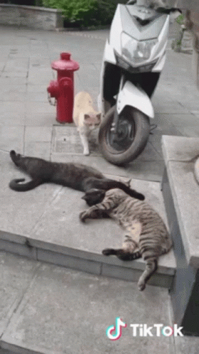 Cheater Cat Caught On Streets GIF