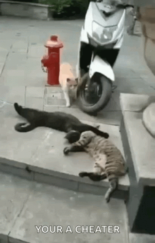 Cheaters Cat Sleeping Together GIF