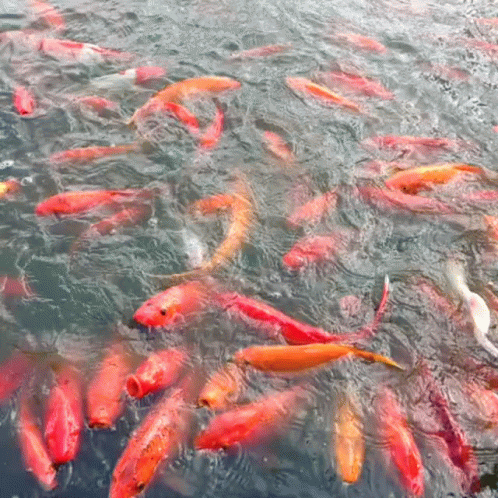 Cheerful Koi Fish School GIF