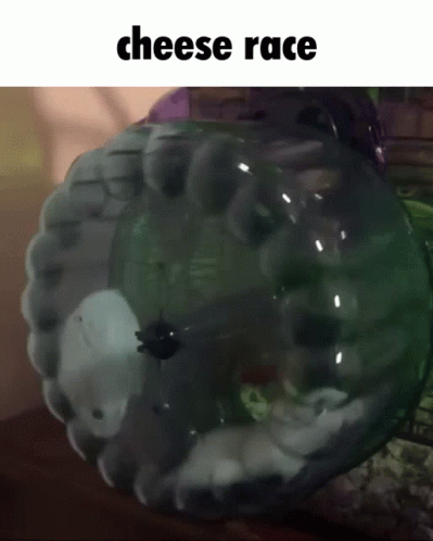 Cheese Race Meme GIF