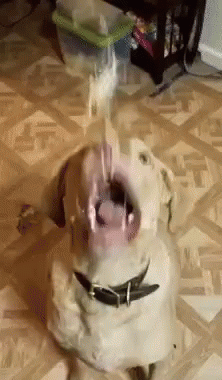 Cheese Rain Dog Eating GIF