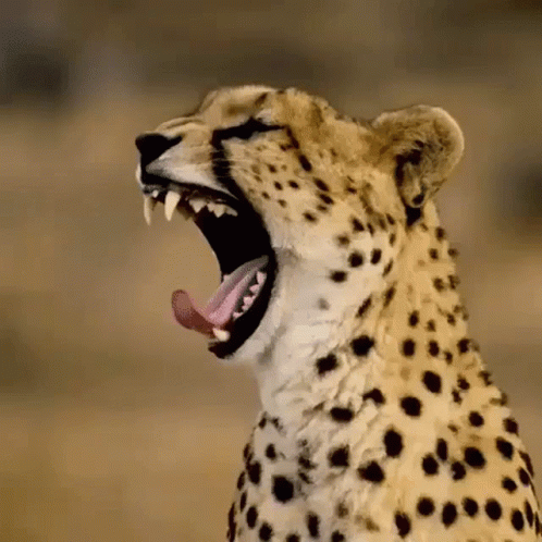 Cheetah Animal Yawning GIF
