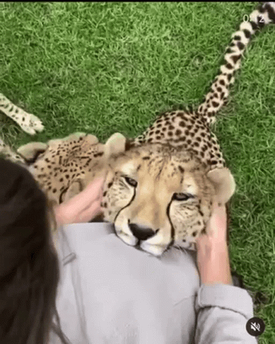 Cheetah Ears Head Massaged Cute GIF
