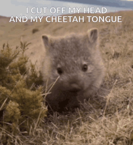 Cheetah Eating Grass Saying I Cut Off My Head And My Cheetah Tongue GIF
