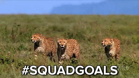 Cheetah Hunting Together #squadgoals GIF