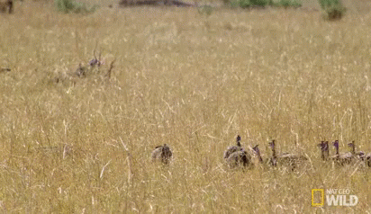 Cheetah Jumping While Giraffe Looks On