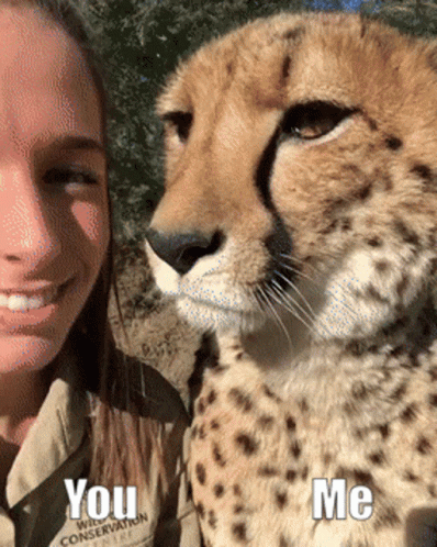Cheetah Kiss Licking Human GIF