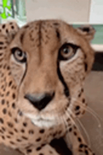 Cheetah Looks At The Camera GIF