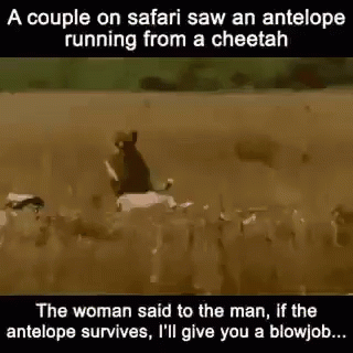 Cheetah Running And Hunting Antelope GIF