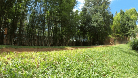 Cheetah Running And Hunting Mongoose GIF