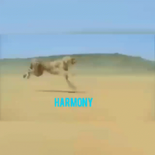 Cheetah Running At The Dessert GIF