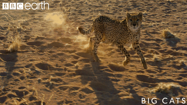 Cheetah Running Claws GIF