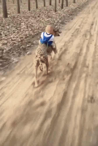 Cheetah Running Fast With A Baby GIF
