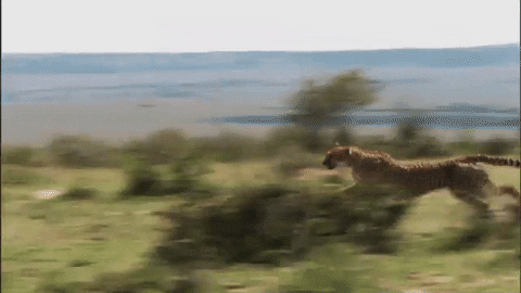 Cheetah Running Faster At The Forest GIF