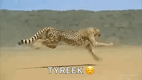 Cheetah Running Faster GIF
