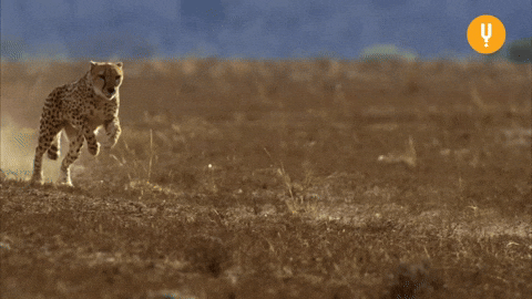 Cheetah Running Fastest Reaction GIF