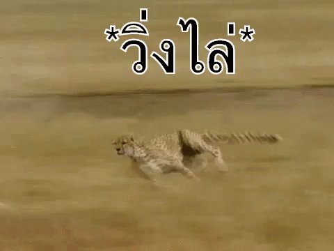 Cheetah Running Full Speed GIF