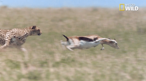 Cheetah Running Hunt The Antelope GIF