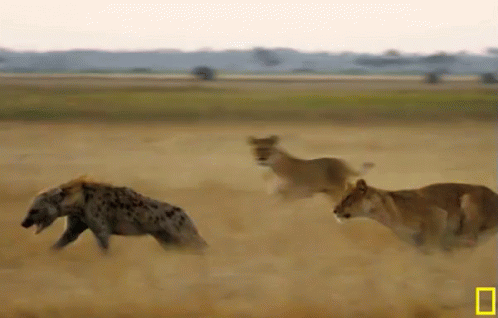 Cheetah Running Hunting Mongoose GIF