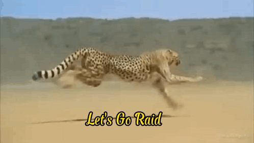 Cheetah Running Lets Go Raid GIF
