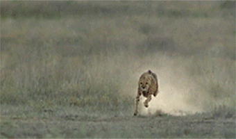 Cheetah Running Race With Antelope GIF