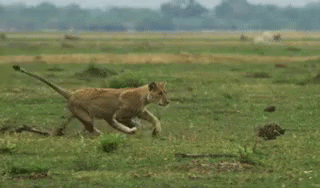 Cheetah Running Race With Mongoose GIF
