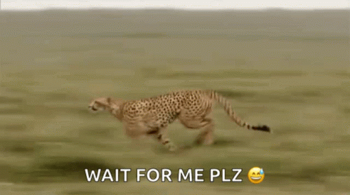 Cheetah Running Wait For Me GIF