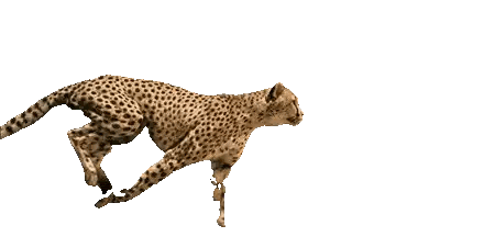 Cheetah Running with Paws Outstretched